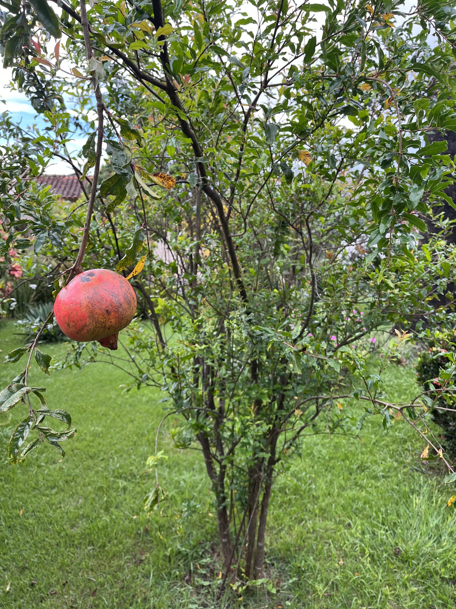 Punica granatum