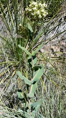 Asclepias elata