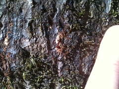 Phytophthora ramorum