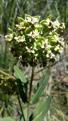 Asclepias elata