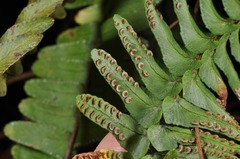 Nephrolepis flexuosa