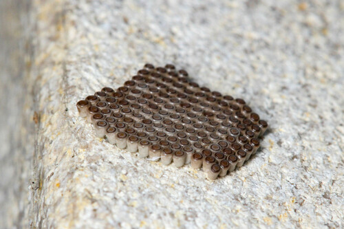 Fall Cankerworm Moth