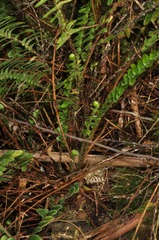 Nephrolepis flexuosa