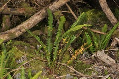 Nephrolepis flexuosa