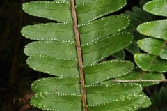 Nephrolepis flexuosa