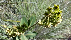 Asclepias elata