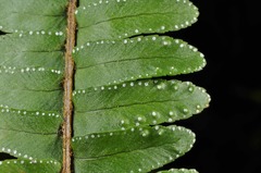 Nephrolepis flexuosa