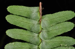 Nephrolepis flexuosa