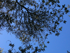 Phytophthora ramorum