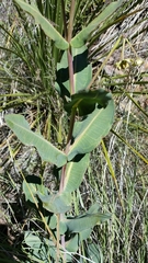 Asclepias elata