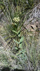 Asclepias elata