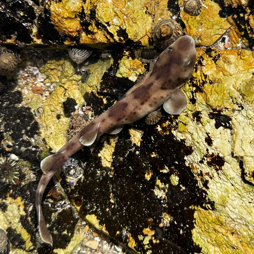 Orange spotted catshrak (Asymbolus rubiginosus) — Scyliorhinidae — 3