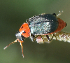 Collops bipunctatus