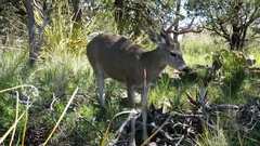 Odocoileus virginianus carminis