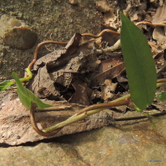 Ischnolepis natalensis