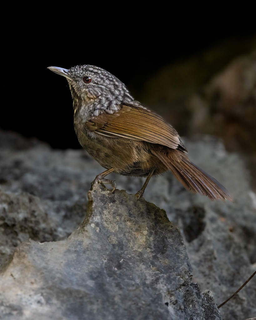 Annam Limestone Babbler photo