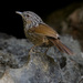 Annam Limestone Babbler - Photo (c) billyschofield, some rights reserved (CC BY-NC), uploaded by billyschofield