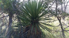 Yucca faxoniana