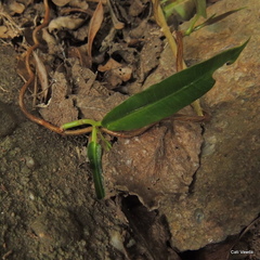 Ischnolepis natalensis