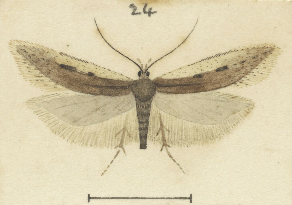 Kiwaia aerobatis