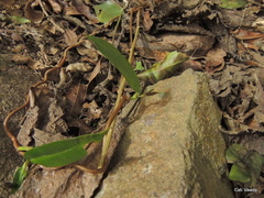 Ischnolepis natalensis