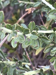 Adolphia