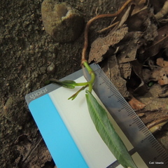Ischnolepis natalensis