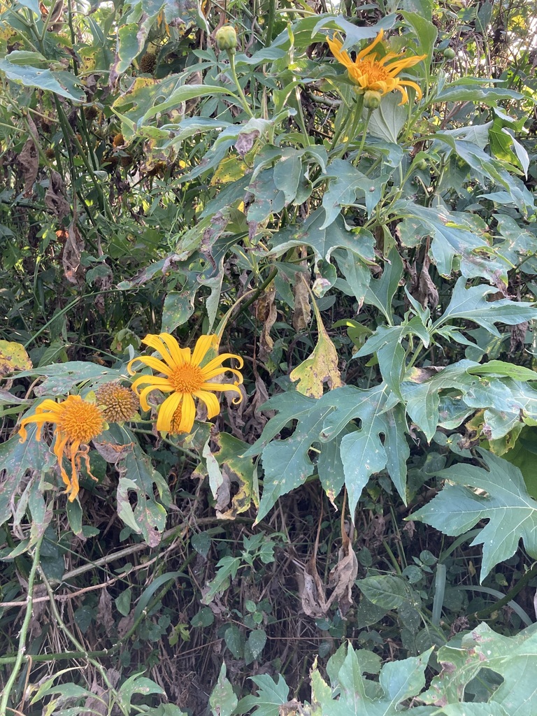 Mexican sunflower from Manyago, Entebbe, Uganda on February 4, 2023 at