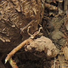 Ischnolepis natalensis