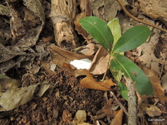 Ischnolepis natalensis
