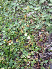 Colobanthus apetalus