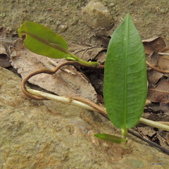 Ischnolepis natalensis
