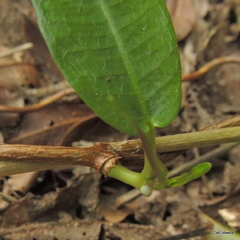 Ischnolepis natalensis