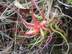Tillandsia bulbosa
