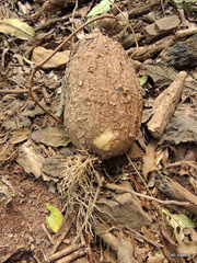 Ischnolepis natalensis