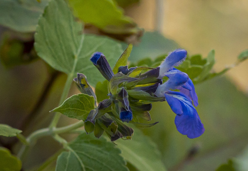 Salvia similis