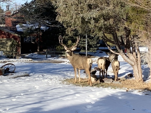 Mule Deer photographed in Idaho