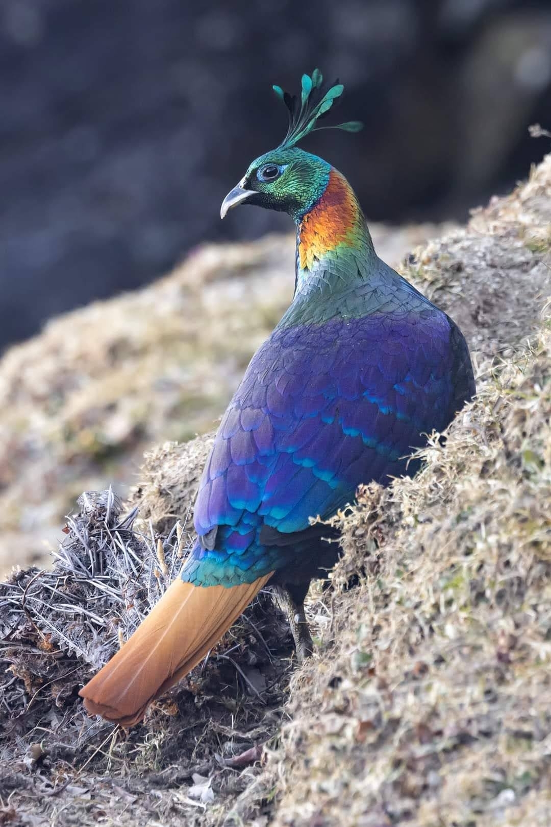 Himalayan Monal illustration