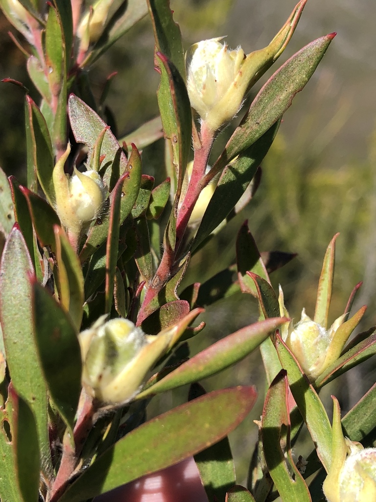 Leucadendron eucalyptifolium × salignum
