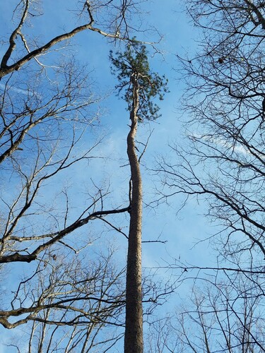 shortleaf pine (Pinus echinata)