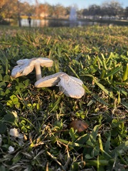 Chlorophyllum molybdites image