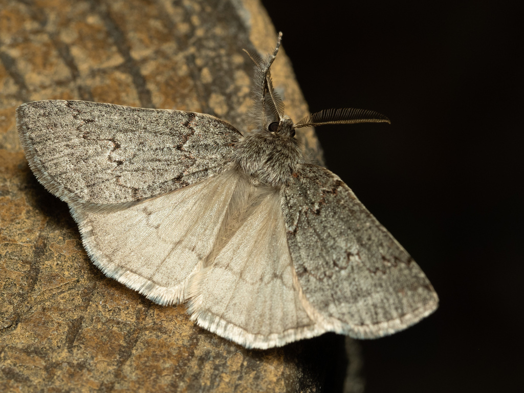 Planociampa