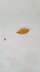 Erastria decrepitaria