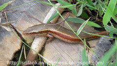 Keeled Indian Mabuya photo 4