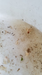 Diaphania costata