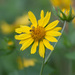 Cowpen Daisy - Photo (c) Brent Franklin, some rights reserved (CC BY-NC), uploaded by Brent Franklin