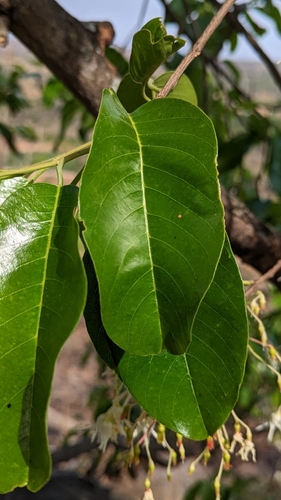 Image of Anthoshorea roxburghii by (c) Harsha Jayaramaiah, some rights reserved (CC BY)
