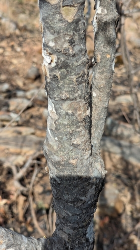 Cumbi-gum tree (Gardenia gummifera)