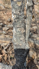 Gardenia gummifera