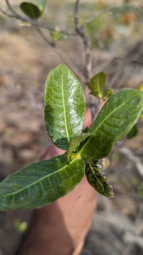 Gardenia gummifera, photograph 2